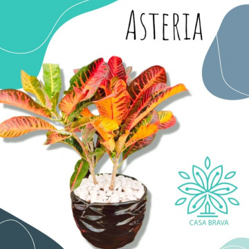 Asteria