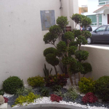 Arrayanes bonsai y bolas