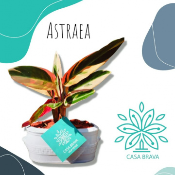 Astraea