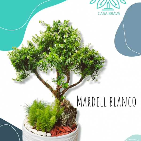 Mardell Blanco